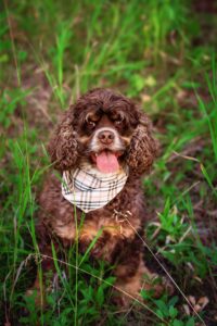 family dog with burberry scarf
